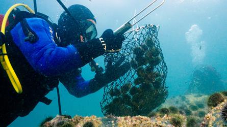 Dykkere samler kråkeboller i undervannshov. Foto: David Gonzalez