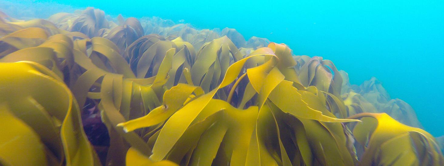 Tareskog i havet. Foto: Espen Bierud, Havforskningsinstituttet