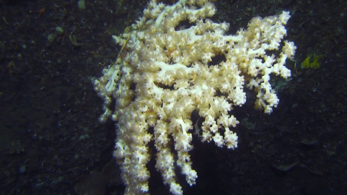 Et sjøtre, en type korall, på havbunnen i Boknafjorden. Foto: Havforskninsinstituttet
