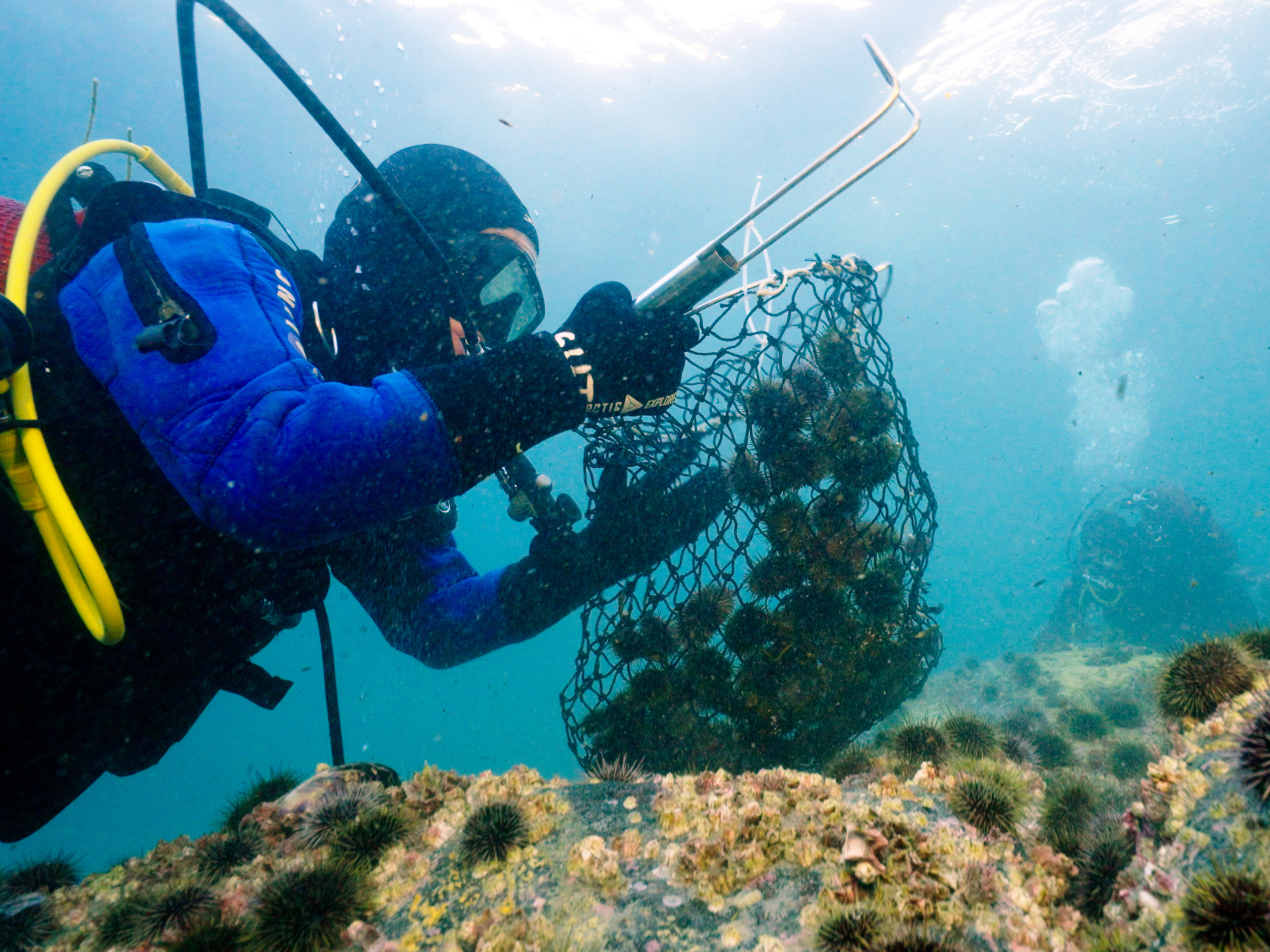 Dykkere samler kråkeboller i undervannshov. Foto: David Gonzalez