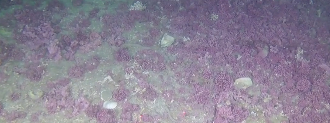  Ruglbunn utenfor Troms. Foto: NGU