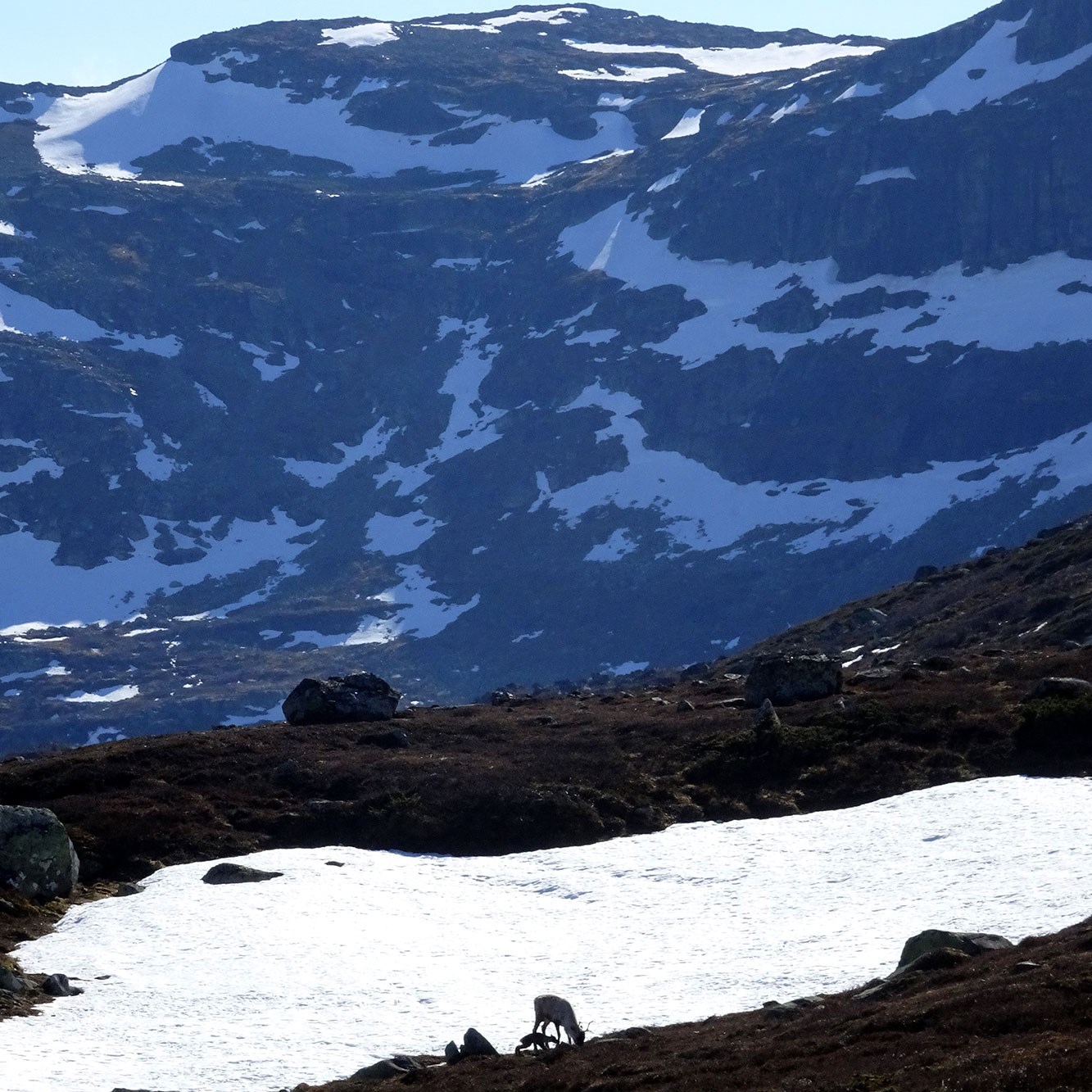 Nyfødt reinskalv under simle med fjellsider og snø i bakgrunnen