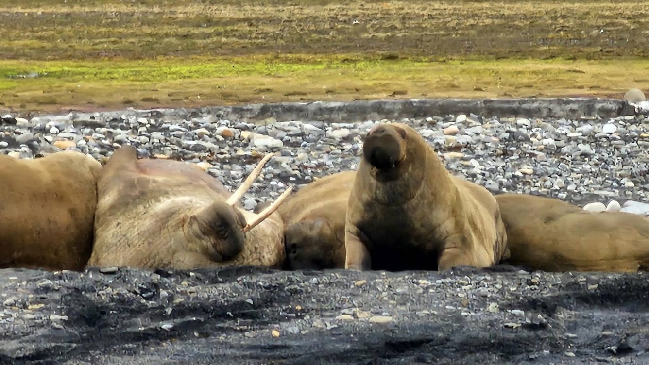 En gruppe hvalross hviler p&aring; land.