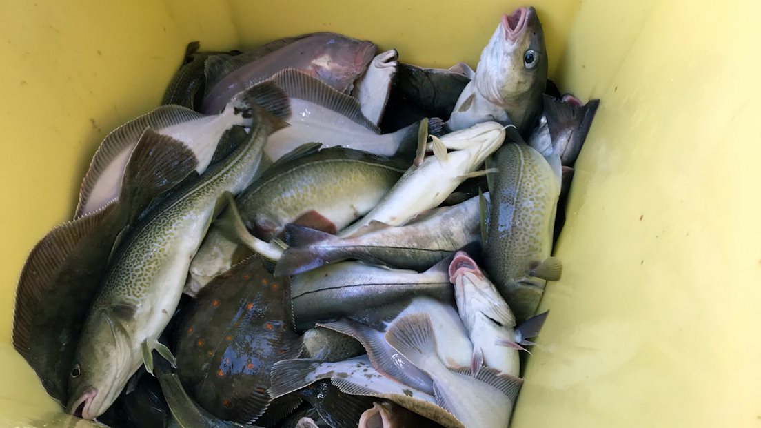 Stamp full av fersk fisk. Foto: Privat