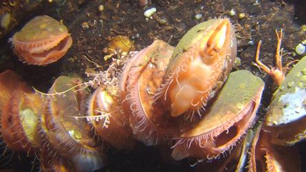 Reirskjell på en fjellvegg på 238 meters dyp i Boknafjorden. Foto: Havforskningsinstituttet